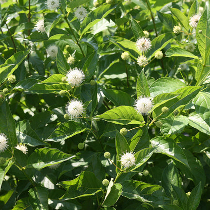 Sugar Shack® Buttonbush (Cephalanthus) - Photo Courtesy of Proven Winners, Inc.