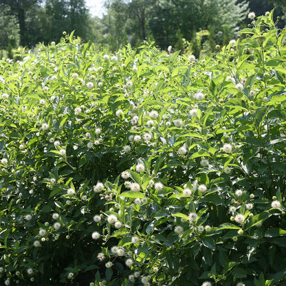 Sugar Shack® Buttonbush (Cephalanthus) - Photo Courtesy of Proven Winners, Inc.