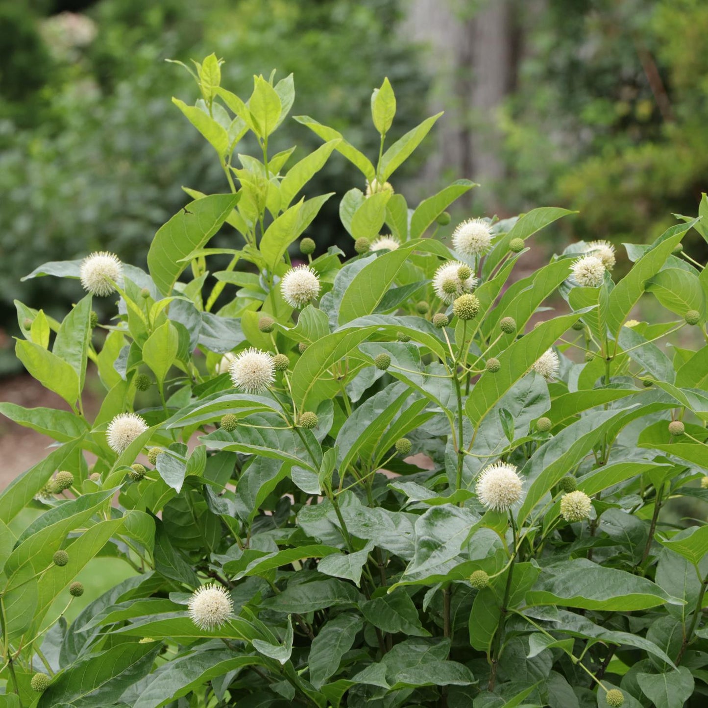 Sugar Shack® 2.0 Buttonbush (Cephalanthus) - Photo Courtesy of Proven Winners, Inc.