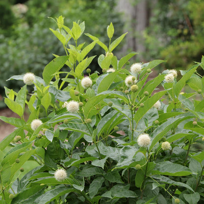 Sugar Shack® 2.0 Buttonbush (Cephalanthus) - Photo Courtesy of Proven Winners, Inc.