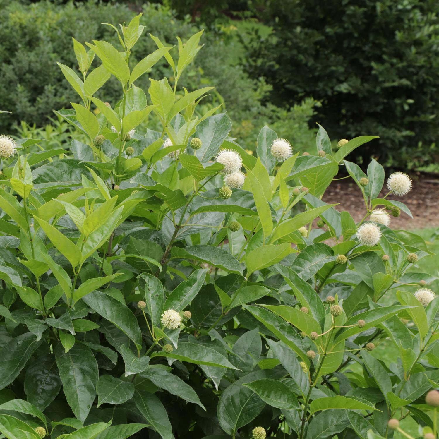Sugar Shack® 2.0 Buttonbush (Cephalanthus) - Photo Courtesy of Proven Winners, Inc.
