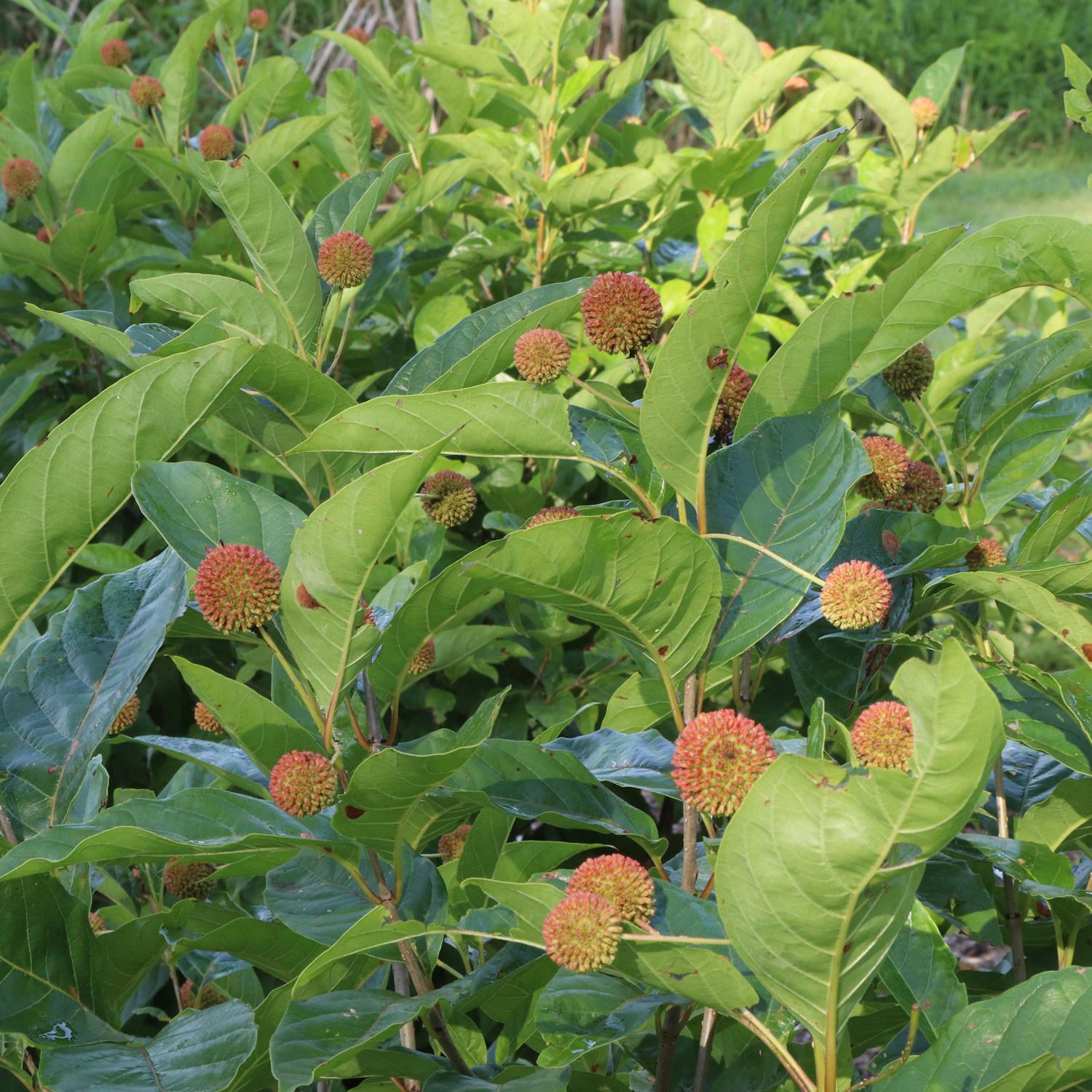 Sugar Shack® 2.0 Buttonbush (Cephalanthus) - Photo Courtesy of Proven Winners, Inc.
