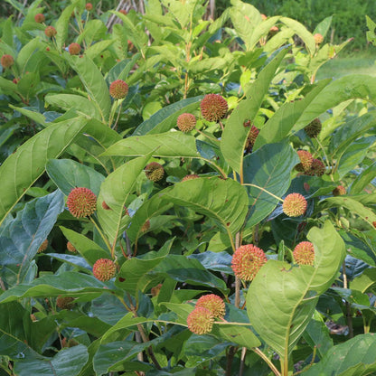 Sugar Shack® 2.0 Buttonbush (Cephalanthus) - Photo Courtesy of Proven Winners, Inc.