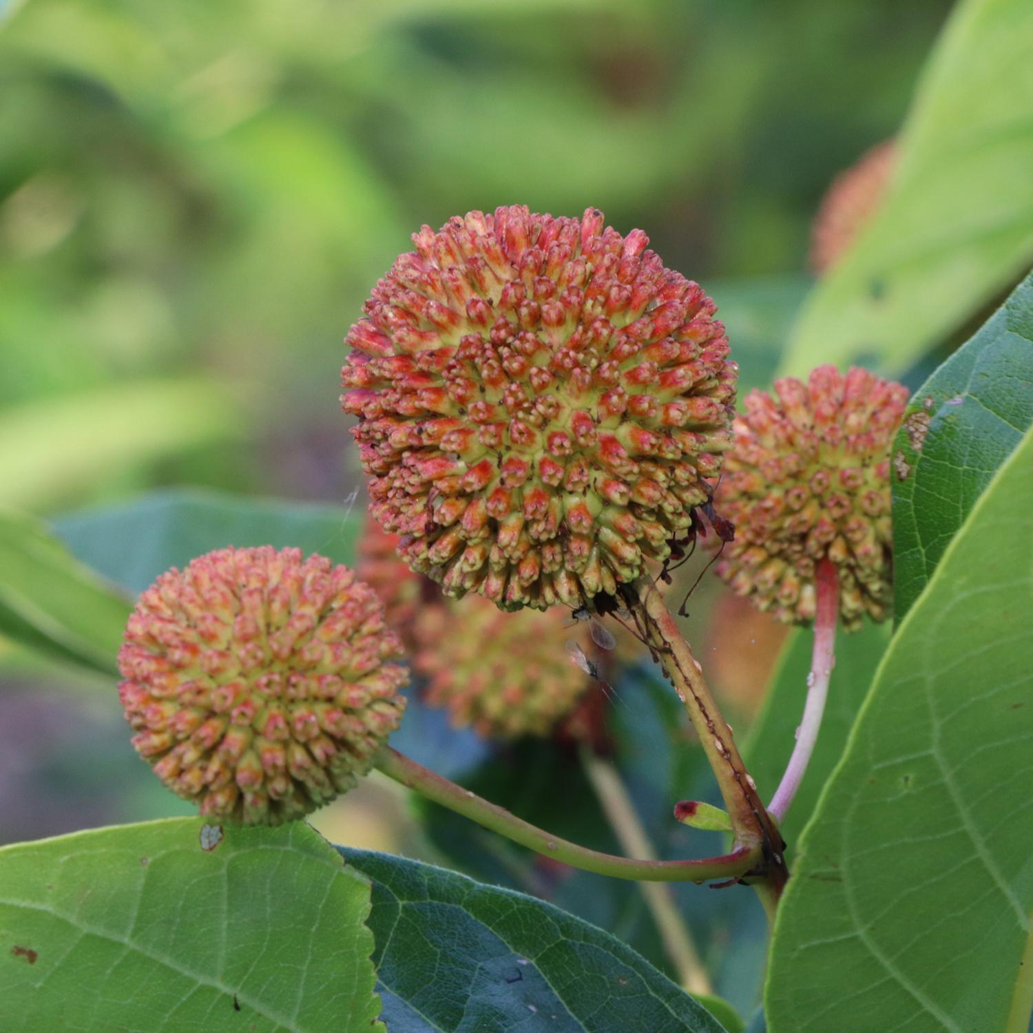 Sugar Shack® 2.0 Buttonbush (Cephalanthus) - Photo Courtesy of Proven Winners, Inc.