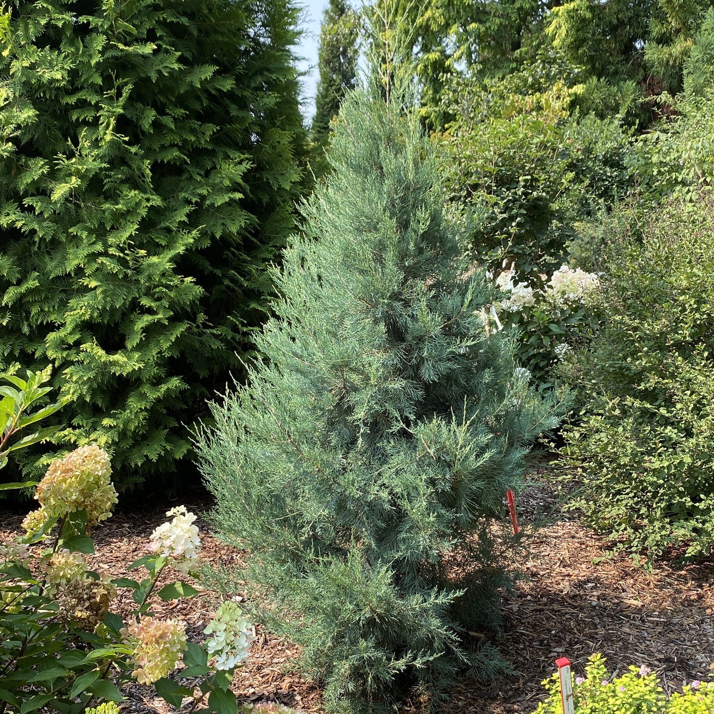 A Haywire® False Cypress (Chamaecyparis), with compact, conical form and bluish-green needles, stands among evergreen shrubs in a mulched garden. - Photo Property of Garden Crossings LLC