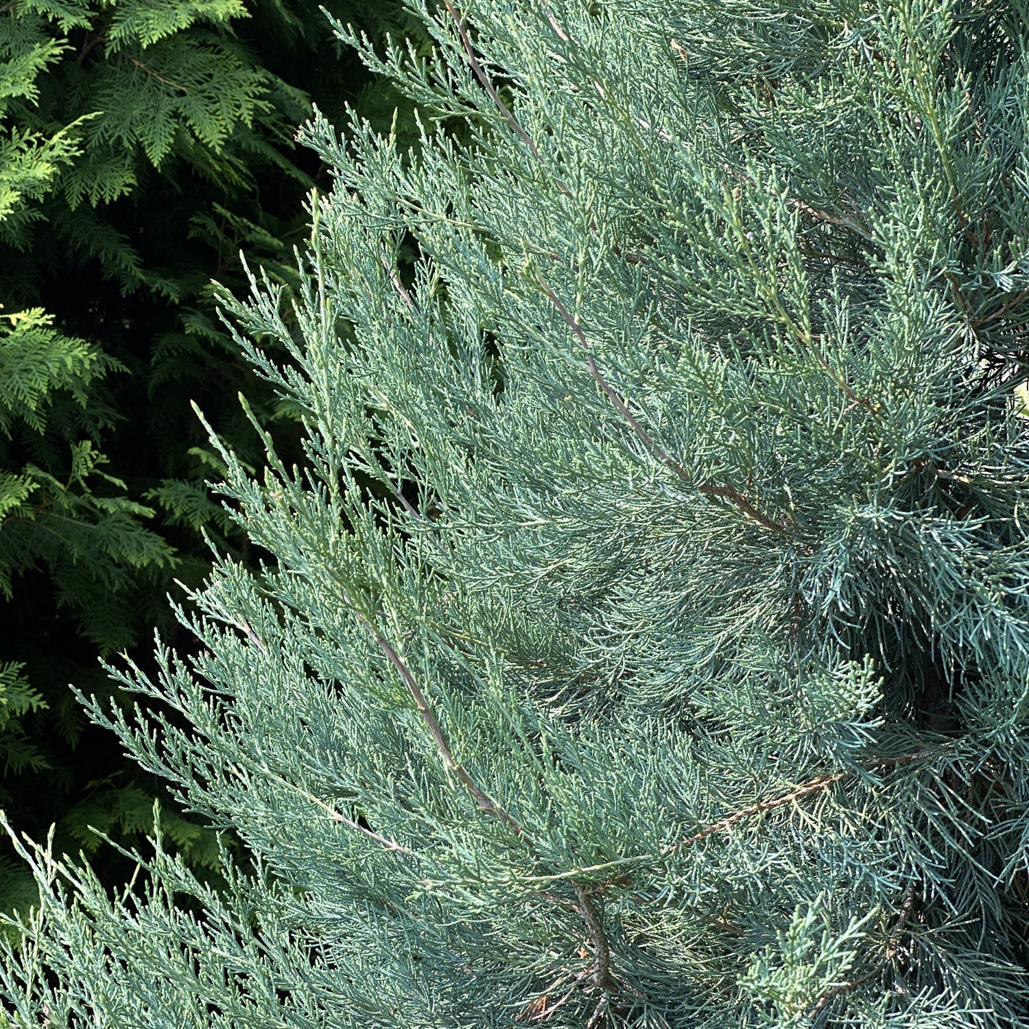 Close-up of the dense, needle-like bluish-green foliage of Haywire® False Cypress (Chamaecyparis), with darker green branches behind. The lush texture and unique colors make this evergreen shrub a standout in any landscape. - Photo Property of Garden Crossings LLC