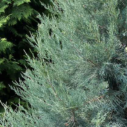 Close-up of the dense, needle-like bluish-green foliage of Haywire® False Cypress (Chamaecyparis), with darker green branches behind. The lush texture and unique colors make this evergreen shrub a standout in any landscape. - Photo Property of Garden Crossings LLC