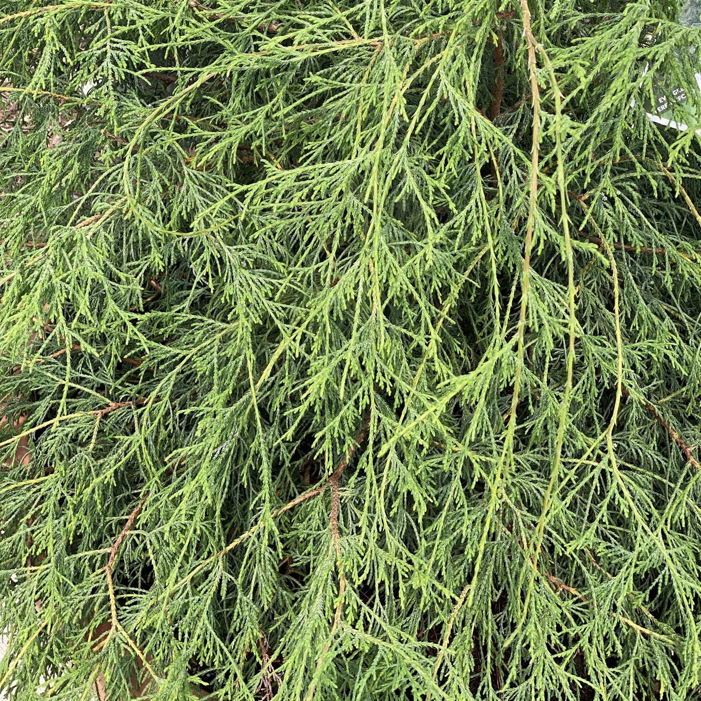 Close-up of dense, green Haywire® False Cypress (Chamaecyparis) branches with thin, needle-like leaves overlapping to create a richly textured pattern on this striking evergreen shrub. - Photo Property of Garden Crossings LLC