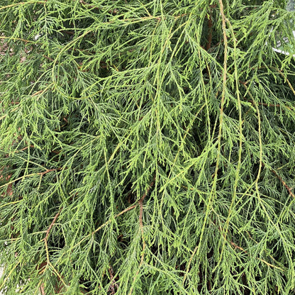 Close-up of dense, green Haywire® False Cypress (Chamaecyparis) branches with thin, needle-like leaves overlapping to create a richly textured pattern on this striking evergreen shrub. - Photo Property of Garden Crossings LLC