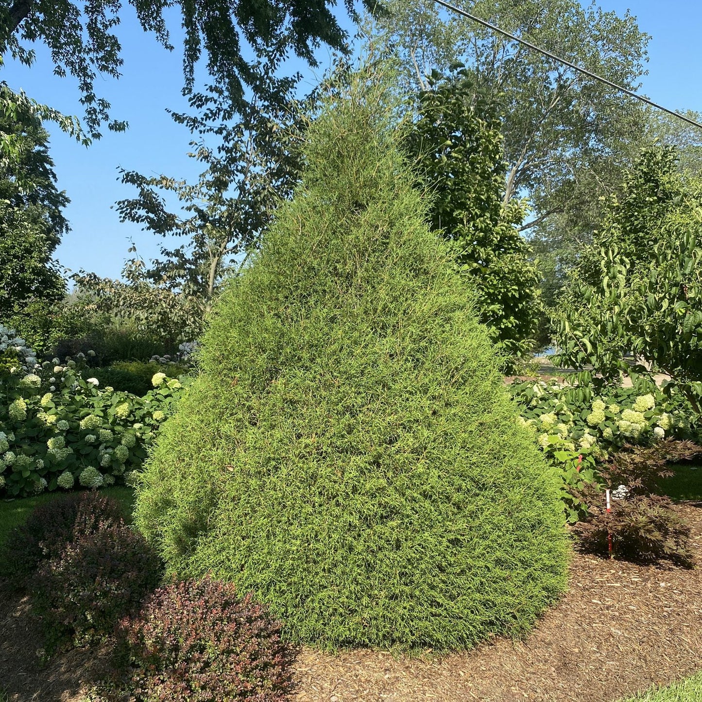 A large Haywire® False Cypress (Chamaecyparis) evergreen shrub stands in a landscaped garden bed, surrounded by other green plants and trees under a sunny sky. - Photo Property of Garden Crossings LLC