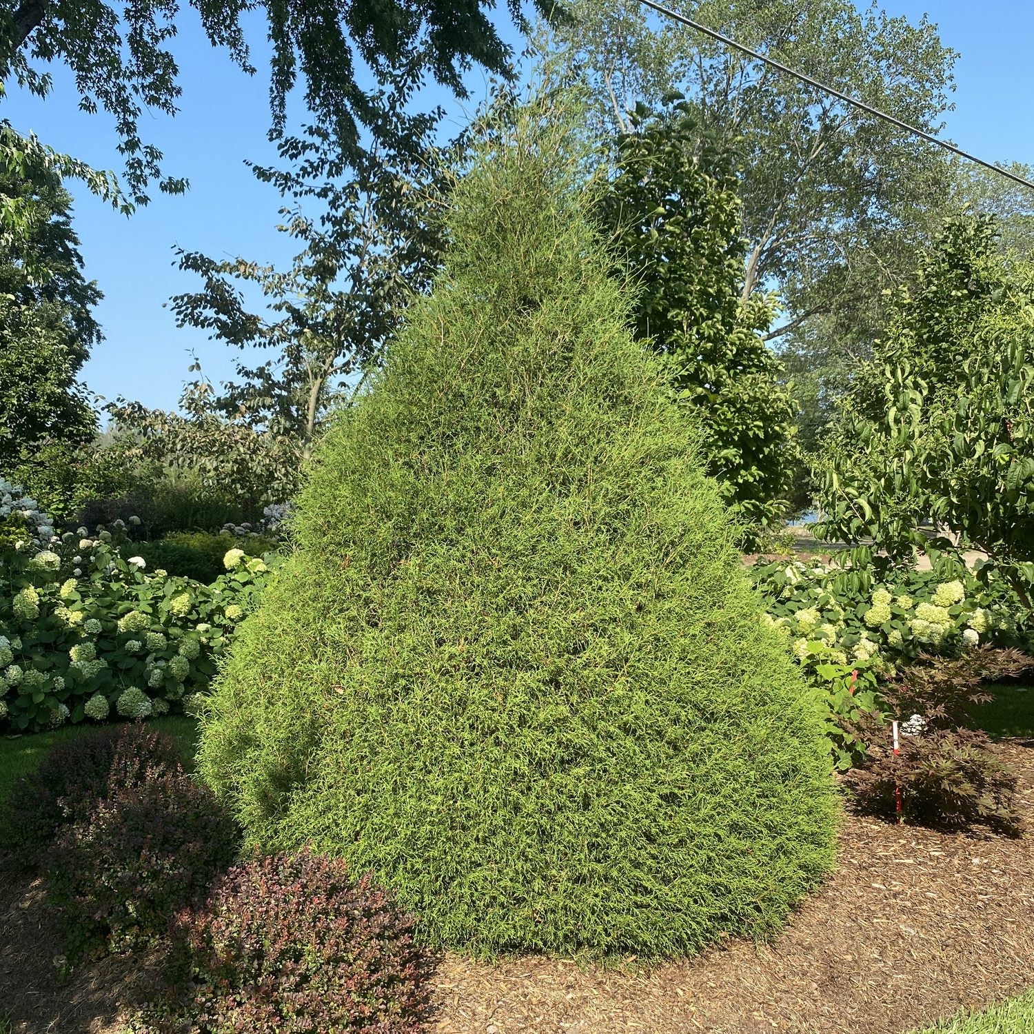 A large Haywire® False Cypress (Chamaecyparis) evergreen shrub stands in a landscaped garden bed, surrounded by other green plants and trees under a sunny sky. - Photo Property of Garden Crossings LLC