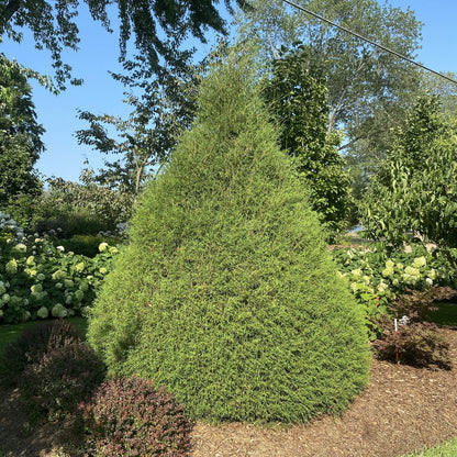 A large Haywire® False Cypress (Chamaecyparis) evergreen shrub stands in a landscaped garden bed, surrounded by other green plants and trees under a sunny sky. - Photo Property of Garden Crossings LLC
