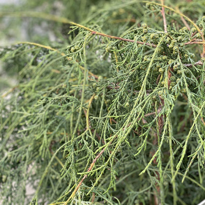 Close-up of green, needle-like foliage and small cones on Haywire® False Cypress (Chamaecyparis) branches, with dense, textured overlapping leaves. The softly blurred background highlights the evergreen’s unique structure. - Photo Property of Garden Crossings LLC