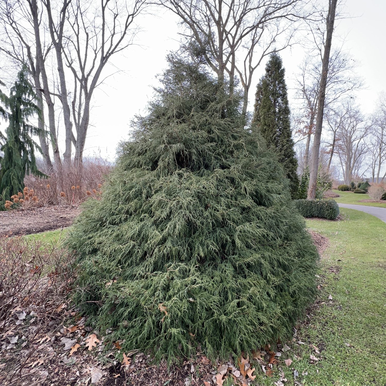 The Haywire® False Cypress (Chamaecyparis), a large evergreen shrub with feathery branches, stands in a wintry park surrounded by leafless trees and ground covered in patchy grass and dried leaves. - Photo Property of Garden Crossings LLC