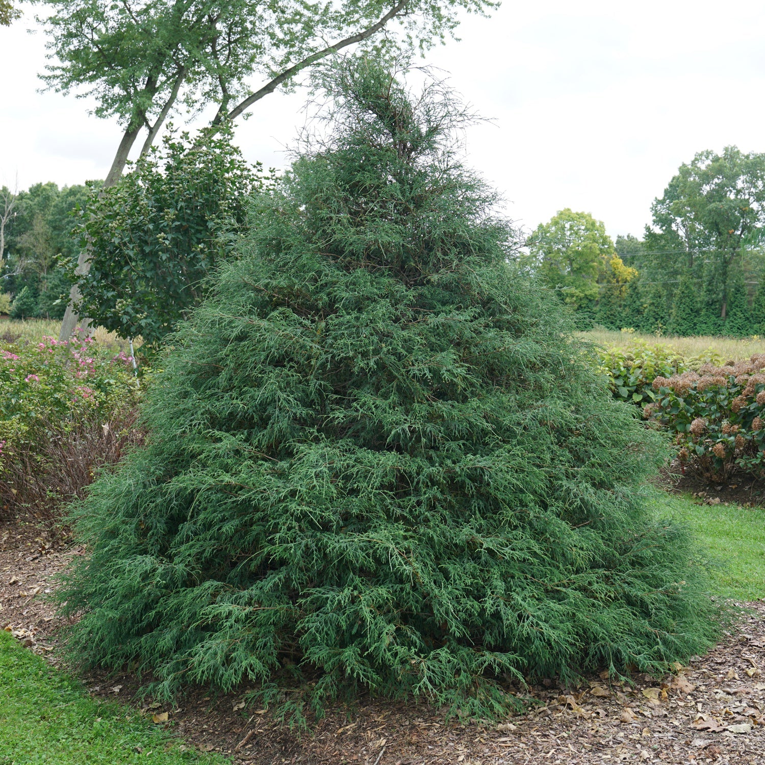A dense, conical Haywire® False Cypress (Chamaecyparis) stands on a grassy lawn, its fine feathery green foliage providing striking contrast with nearby shrubs and trees. This prized evergreen shrub enhances any landscape. - Photo Courtesy of Proven Winners, Inc. 
