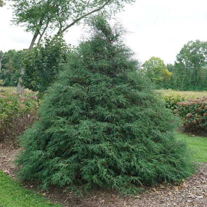 A dense, conical Haywire® False Cypress (Chamaecyparis) stands on a grassy lawn, its fine feathery green foliage providing striking contrast with nearby shrubs and trees. This prized evergreen shrub enhances any landscape. - Photo Courtesy of Proven Winners, Inc. 