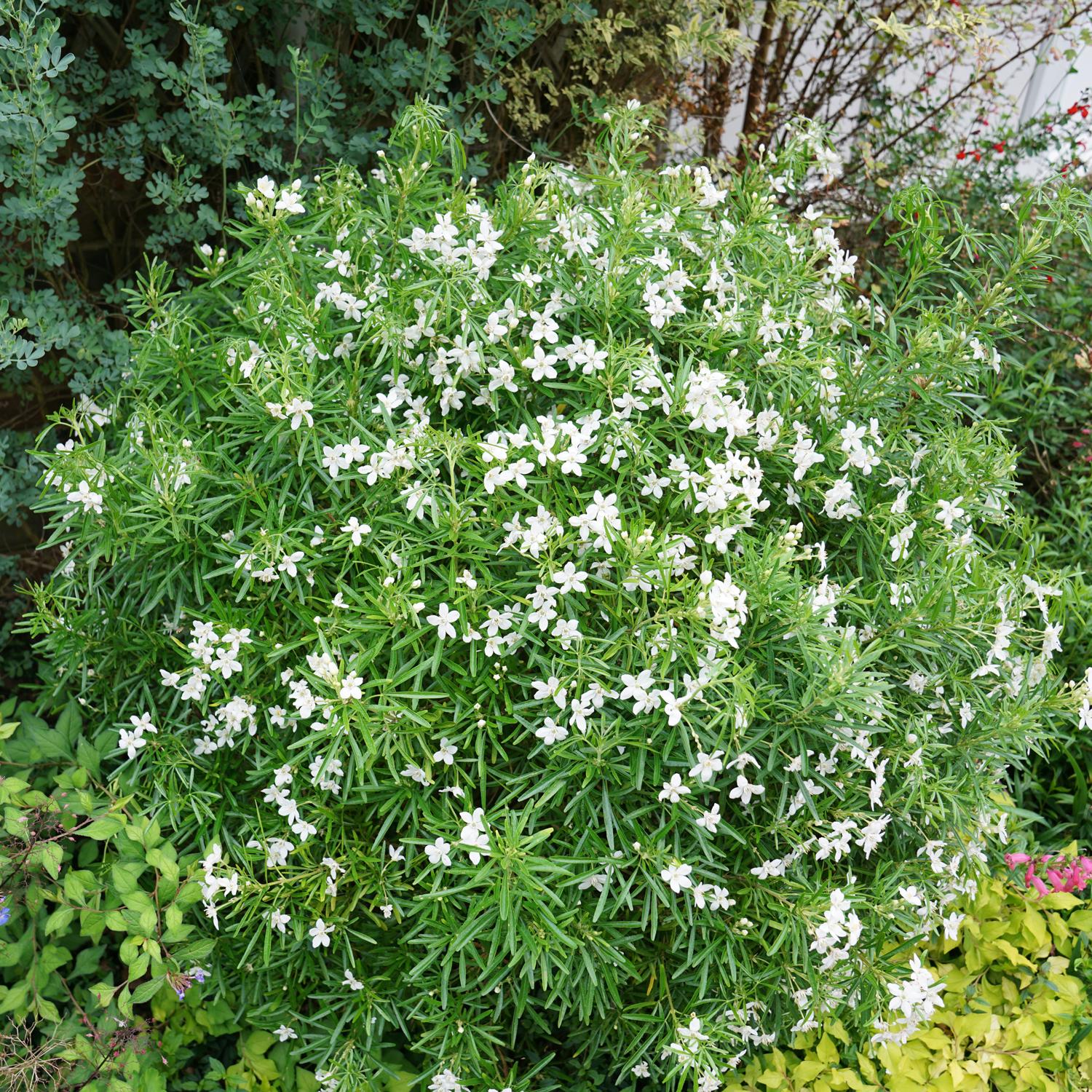 Pinball Blizzard™ Mexican Orange (Choisya) - Photo Courtesy of Proven Winners, Inc.