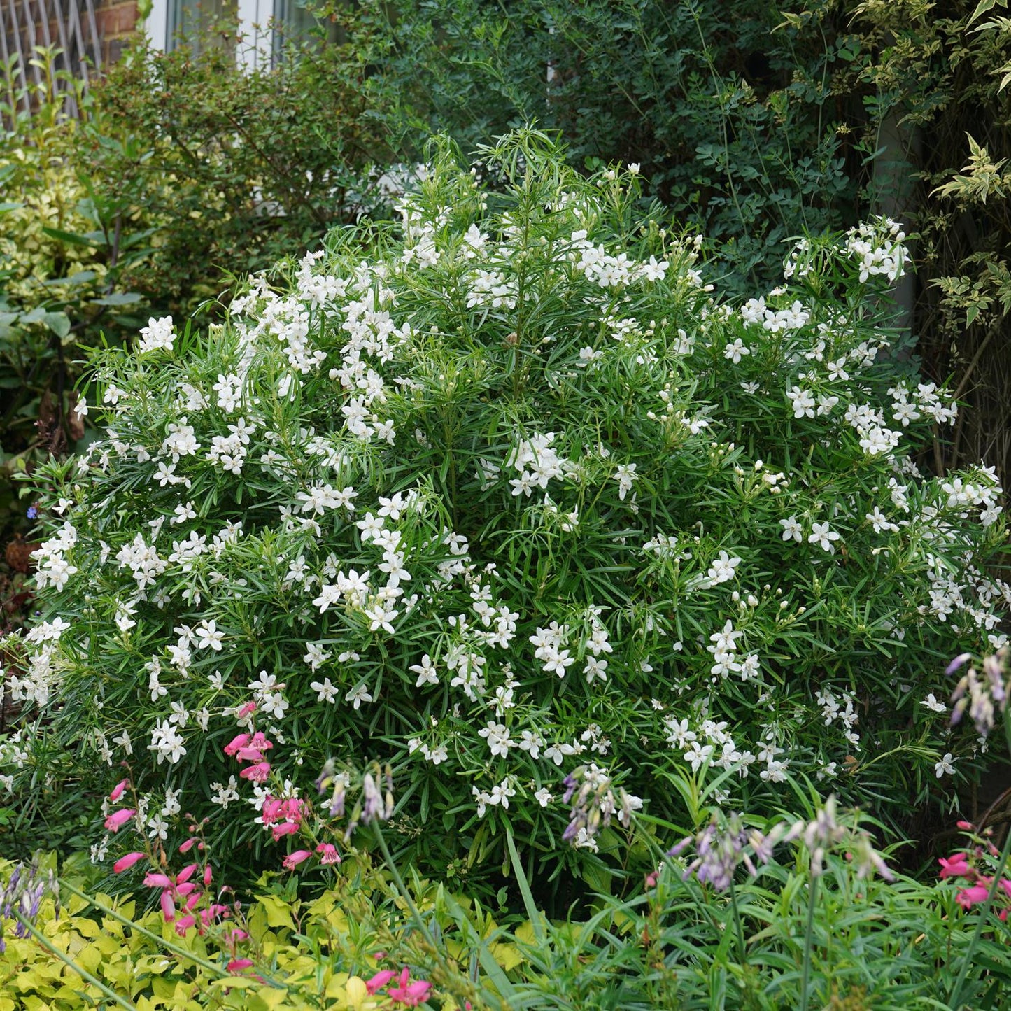 Pinball Blizzard™ Mexican Orange (Choisya) - Photo Courtesy of Proven Winners, Inc.