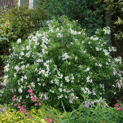 Pinball Blizzard™ Mexican Orange (Choisya) - Photo Courtesy of Proven Winners, Inc.