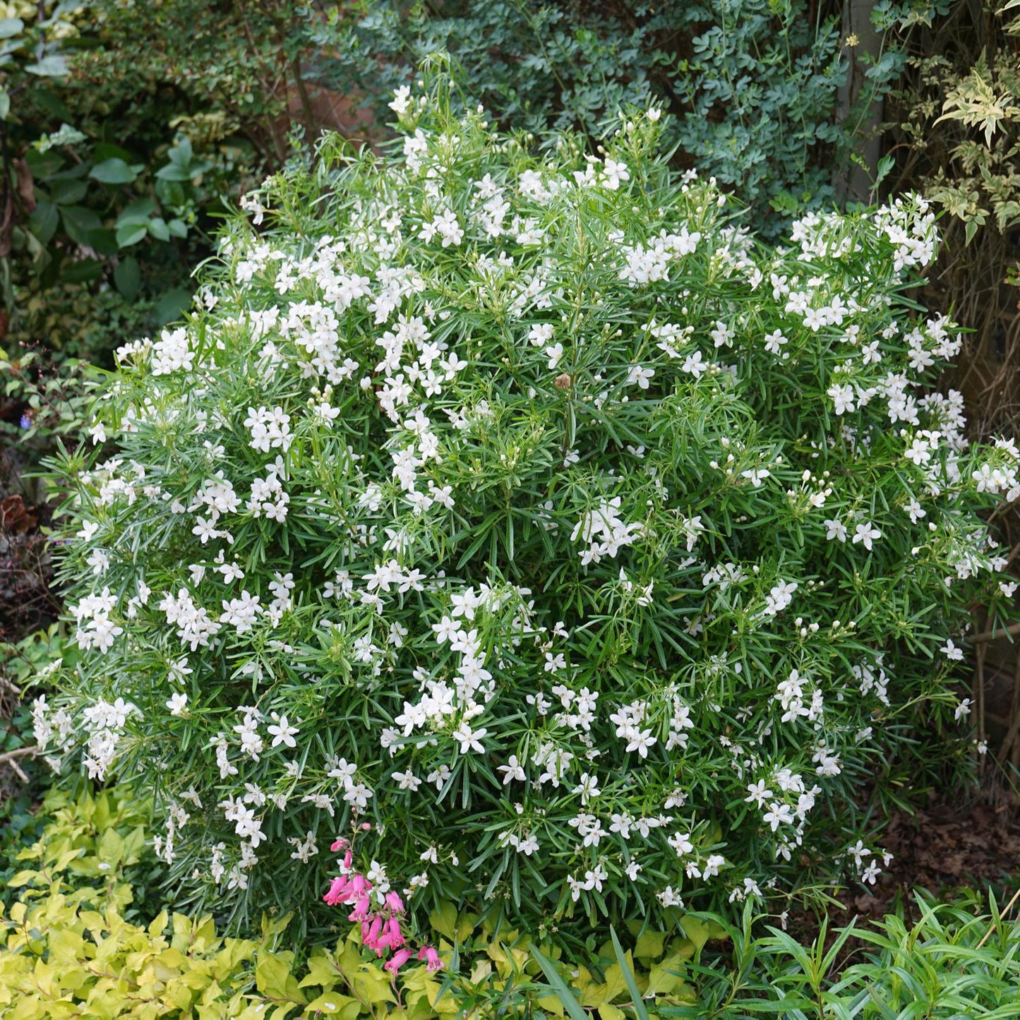 Pinball Blizzard™ Mexican Orange (Choisya) - Photo Courtesy of Proven Winners, Inc.