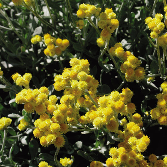Flambe® Yellow Strawflower (Chrysocephalum) - Photo Courtesy of Proven Winners, Inc.