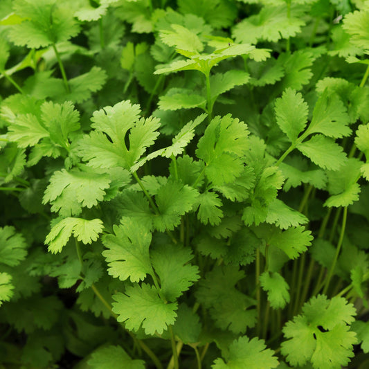 Santo' Cilantro (Coriandrum) - Photo Courtesy of Burpee