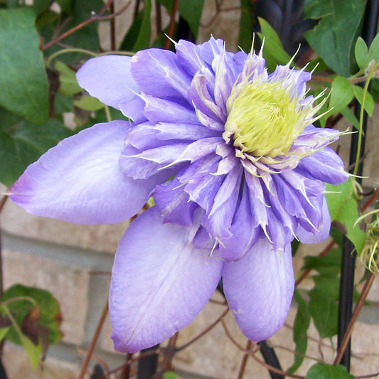 A close-up of the Blue Light® Clematis, a compact climbing vine with double purple blooms and pale yellow stamens, surrounded by green leaves and stems against a blurred brick wall background - Photo Property of Garden Crossings LLC.