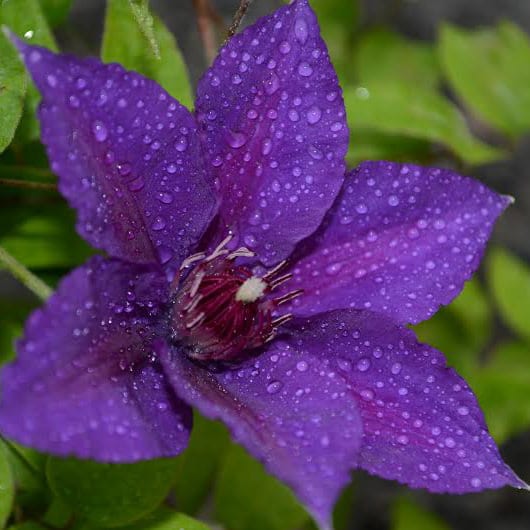 A close-up of a Boulevard® Edda Clematis flower with five lavender-purple blooms covered in water droplets, with green leaves and a softly blurred background visible - Photo Courtesy of Donahue's Clematis