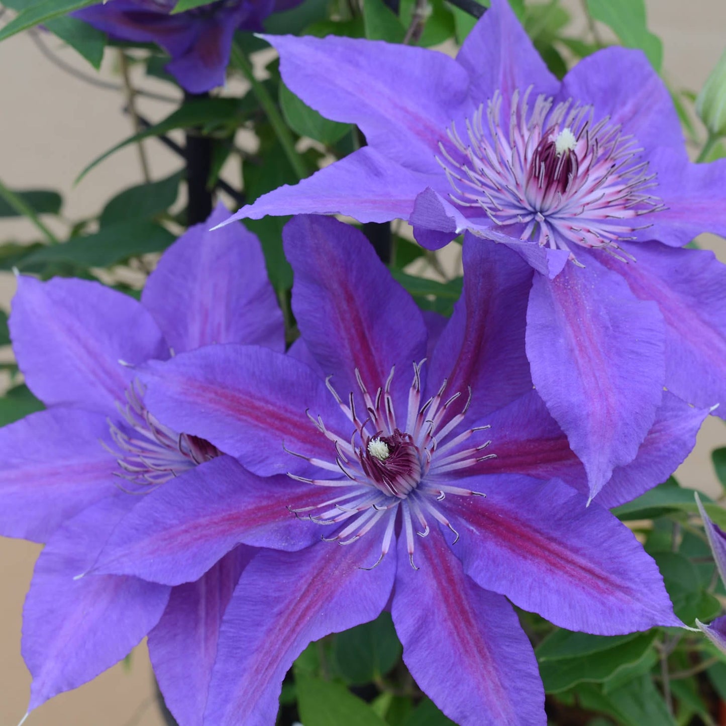 Three vibrant lavender-purple blooms of Boulevard® Edda Clematis with pointed petals and pinkish-red central stripes, surrounded by green leaves with striking white and purple stamens at the center - Photo Courtesy of Donahue's Clematis