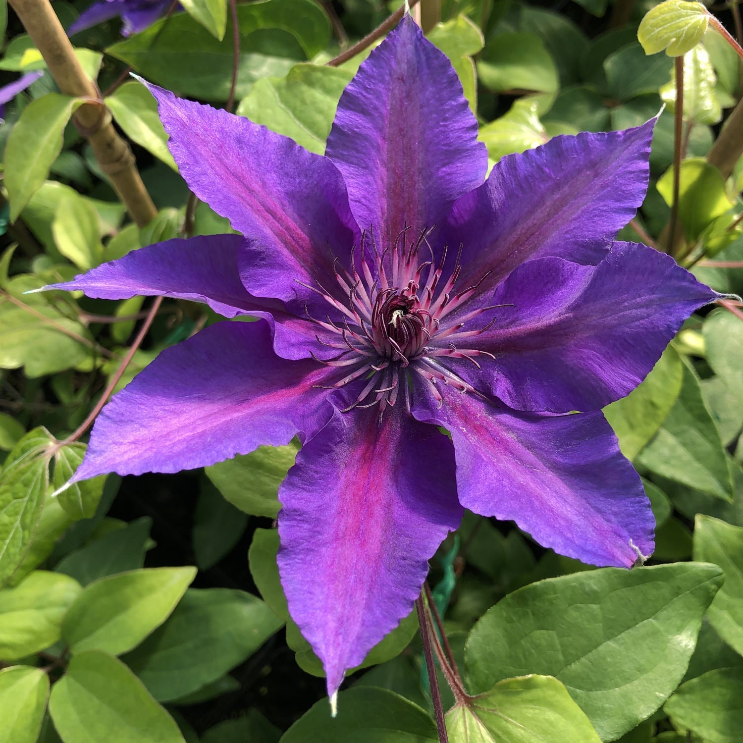 Boulevard® Edda Clematis features vibrant lavender-purple flowers with pointed petals and a pink center, thriving in sunlight among green leaves. This compact climber brings bold color and beauty to any garden setting - Photo Property of Garden Crossings LLC.