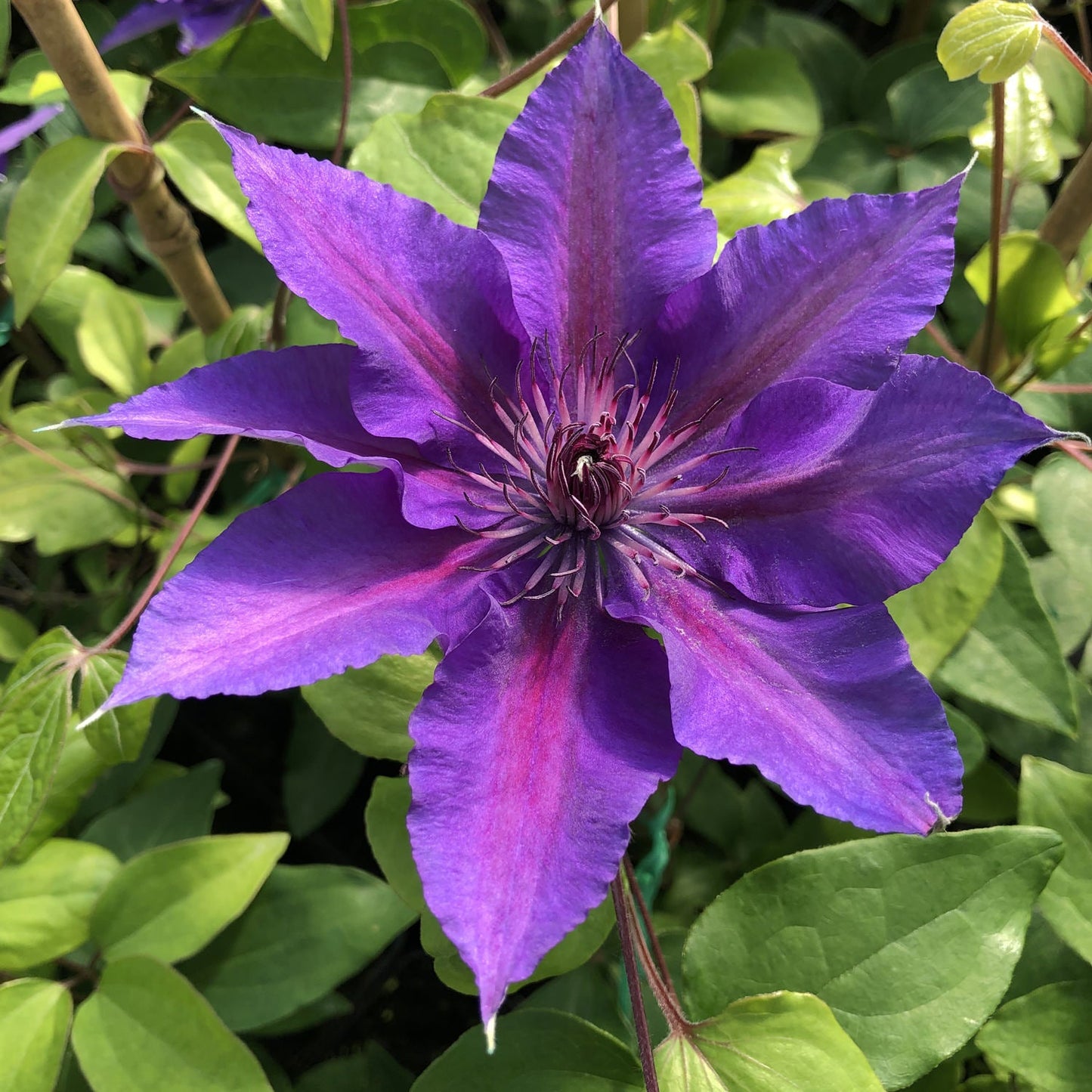 Boulevard® Edda Clematis features vibrant lavender-purple flowers with pointed petals and a pink center, thriving in sunlight among green leaves. This compact climber brings bold color and beauty to any garden setting - Photo Property of Garden Crossings LLC.