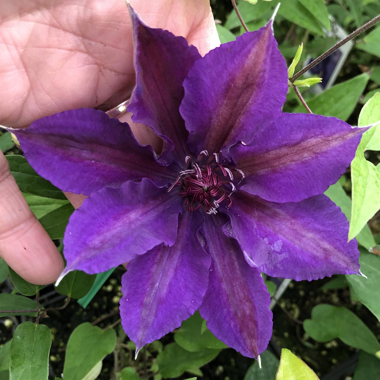 A hand holds a vibrant Boulevard® Edda Clematis flower with six pointed petals and dark stamens, surrounded by green leaves and other lavender-purple blooms from this compact climbing variety - Photo Property of Garden Crossings LLC.