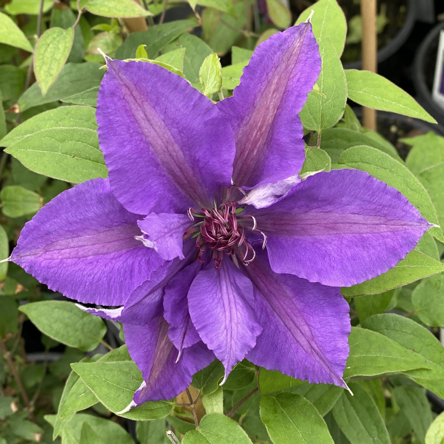 Boulevard® Edda Clematis showcases striking lavender-purple blooms with pointed petals, noticeable veins, and a central cluster of purple stamens - Photo Property of Garden Crossings LLC.