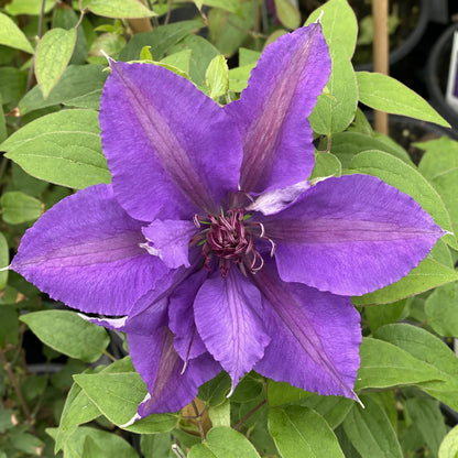Boulevard® Edda Clematis showcases striking lavender-purple blooms with pointed petals, noticeable veins, and a central cluster of purple stamens - Photo Property of Garden Crossings LLC.