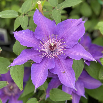 The Boulevard® Edda Clematis is a compact climber with large lavender-purple blooms featuring pale purple and white centers, all set against lush green foliage - Photo Property of Garden Crossings LLC.