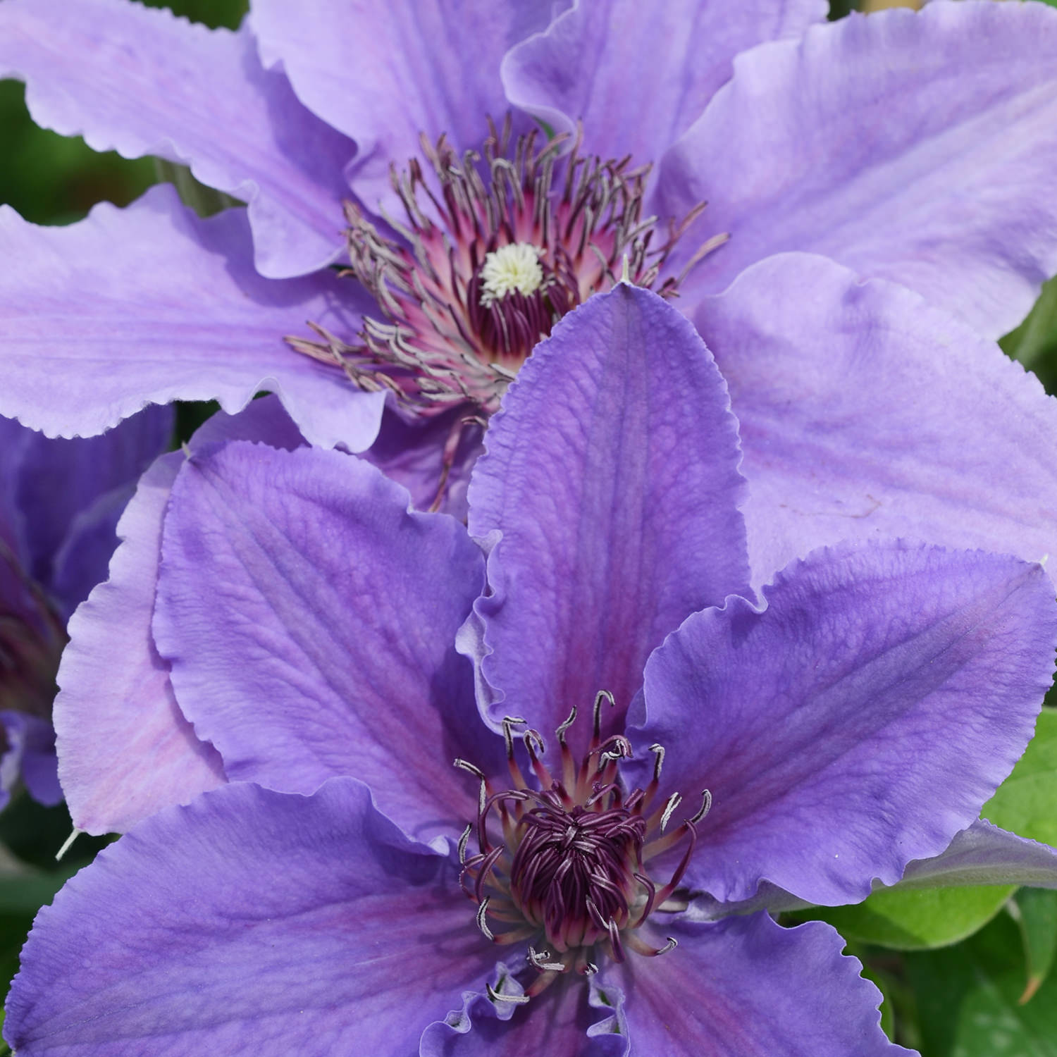 Boulevard Ines Clematis - Photo Courtesy of Donahue's Clematis
