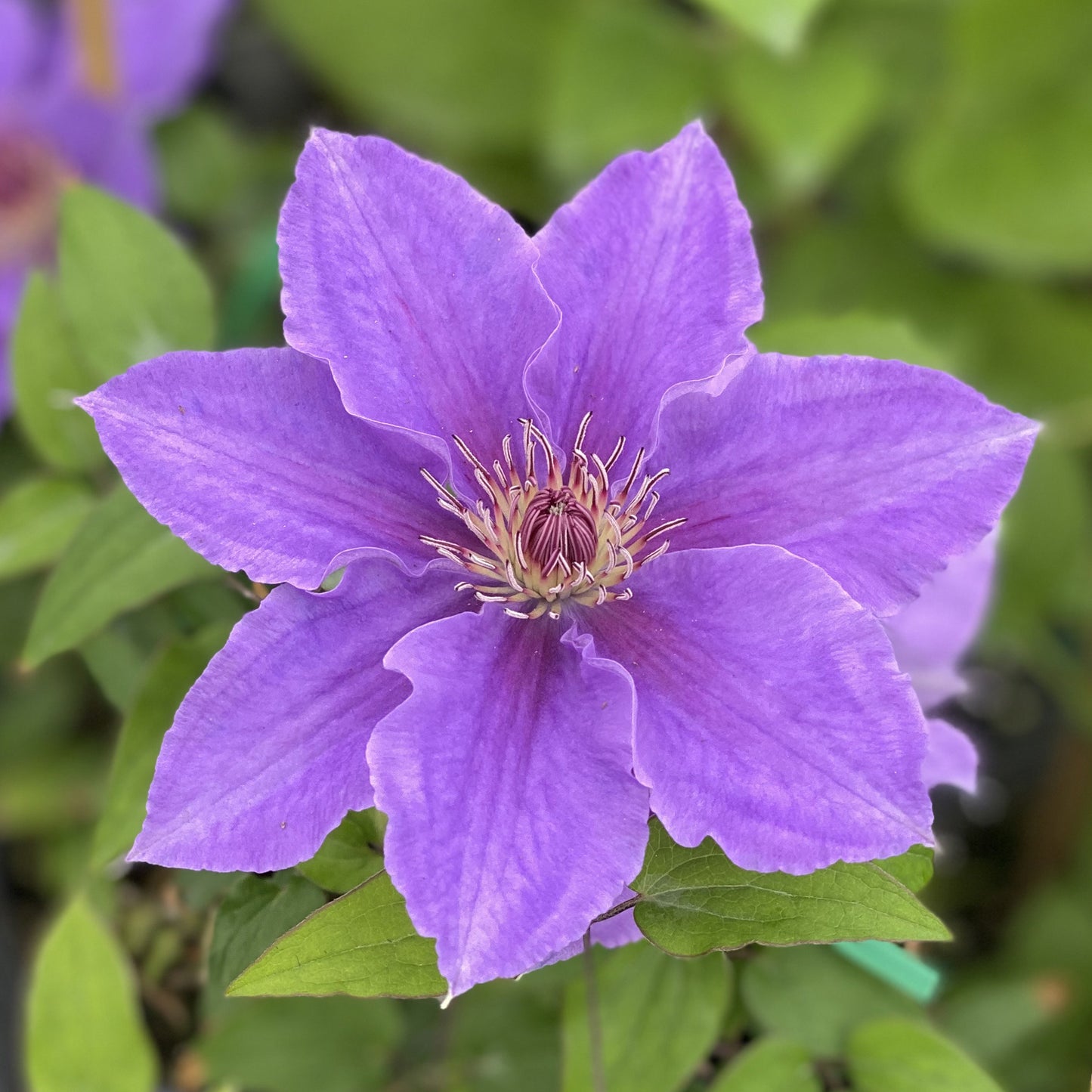 Boulevard Ines Clematis - Photo Property of Garden Crossings LLC