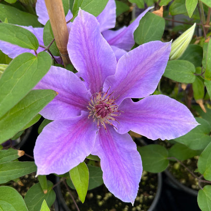 Boulevard Ines Clematis - Photo Property of Garden Crossings LLC