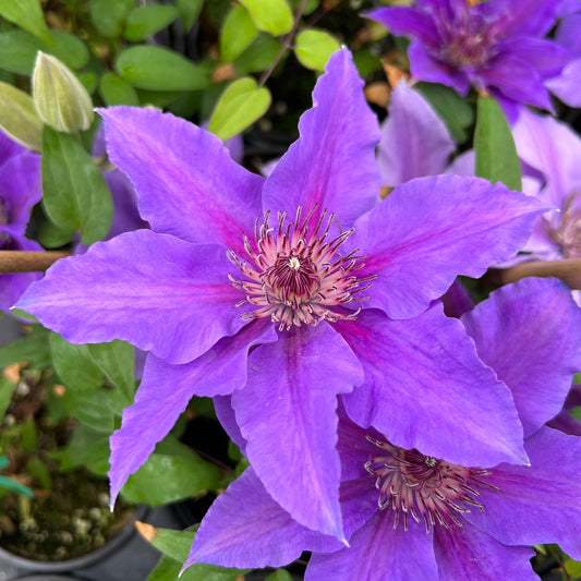 A close-up of the Boulevard Ines Clematis shows vibrant purple petals and a cluster of pink and dark purple stamens - Photo Property of Garden Crossings LLC.
