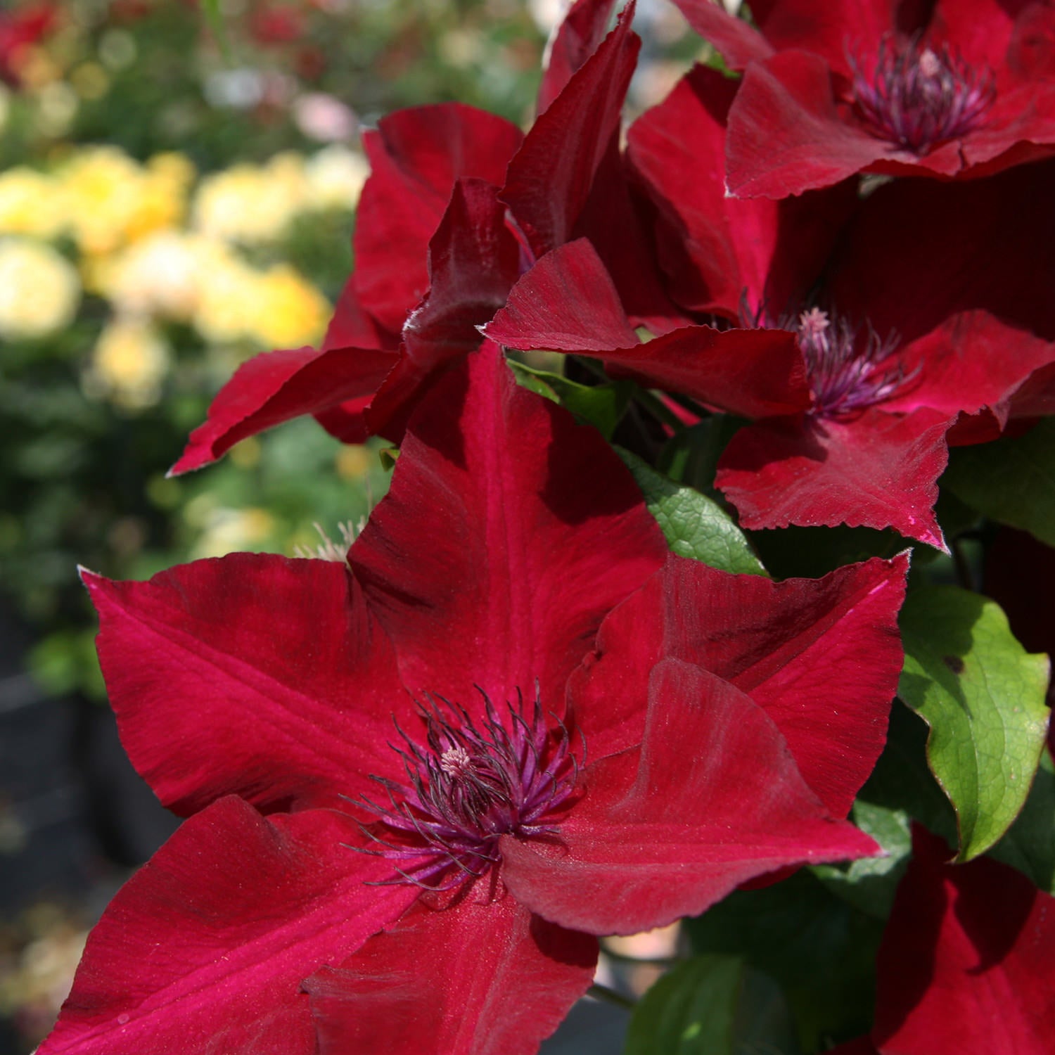 Boulevard® Nubia Clematis - Photo Courtesy of Donahue's Clematis