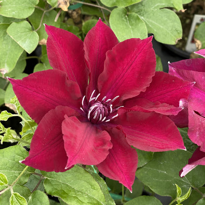 Boulevard® Nubia Clematis - Photo Property of Garden Crossings LLC