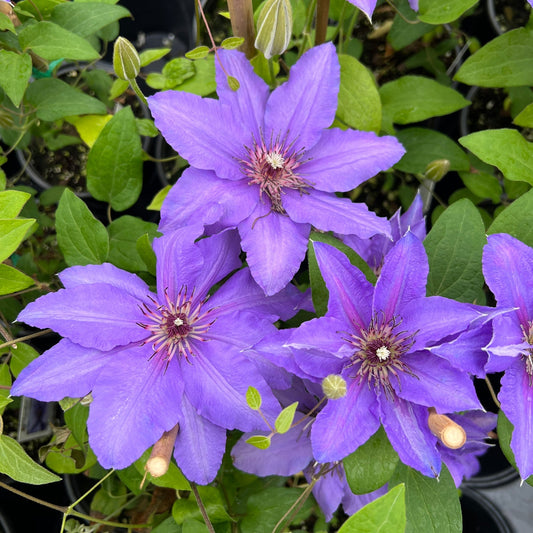 Close-up of three vibrant purple Boulevard® Parisienne™ Clematis blooms with pointed petals and reddish centers, set against green leaves on this compact flowering vine - Photo Property of Garden Crossings LLC.
