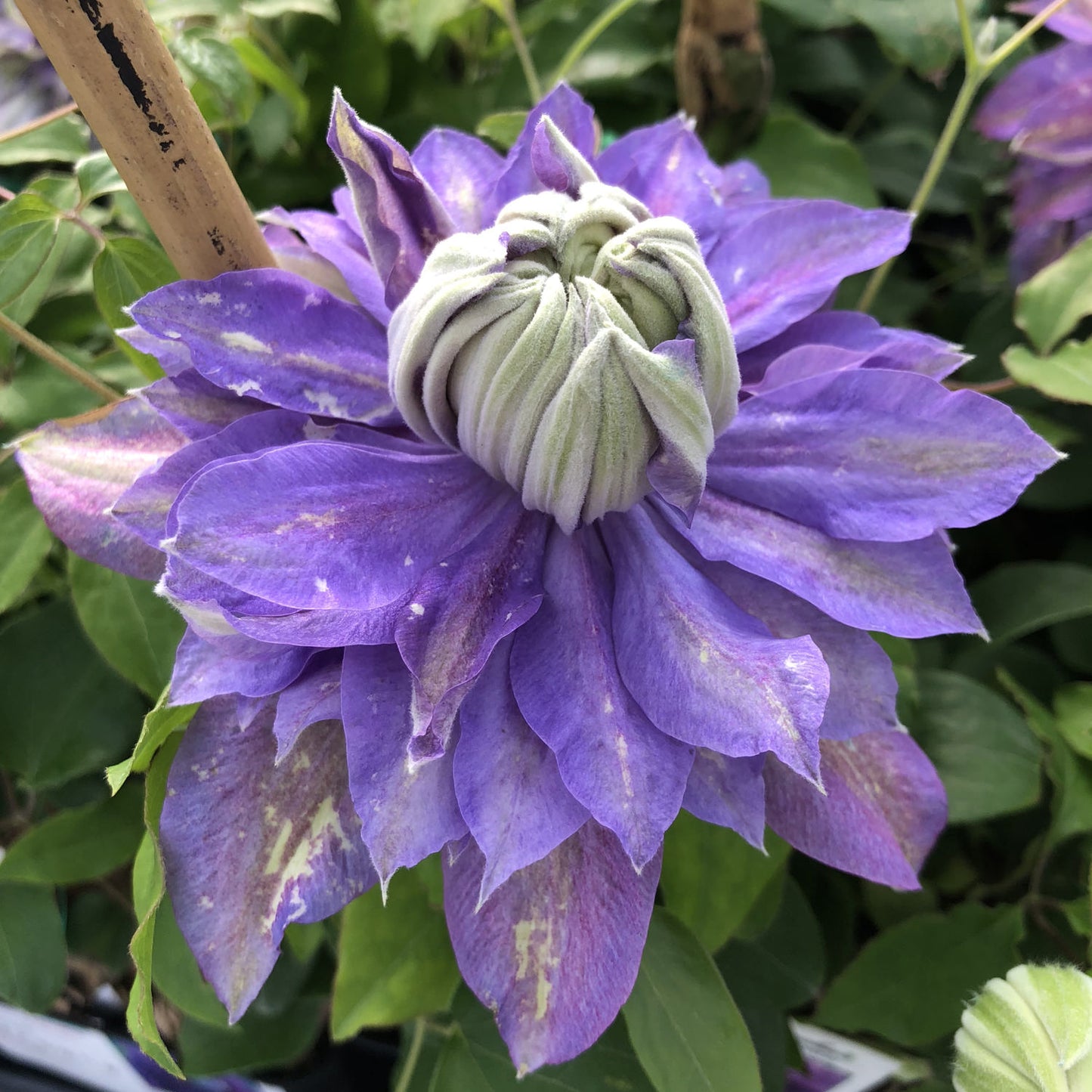 Regal® Diamantina™ Clematis - Photo Property of Garden Crossings LLC