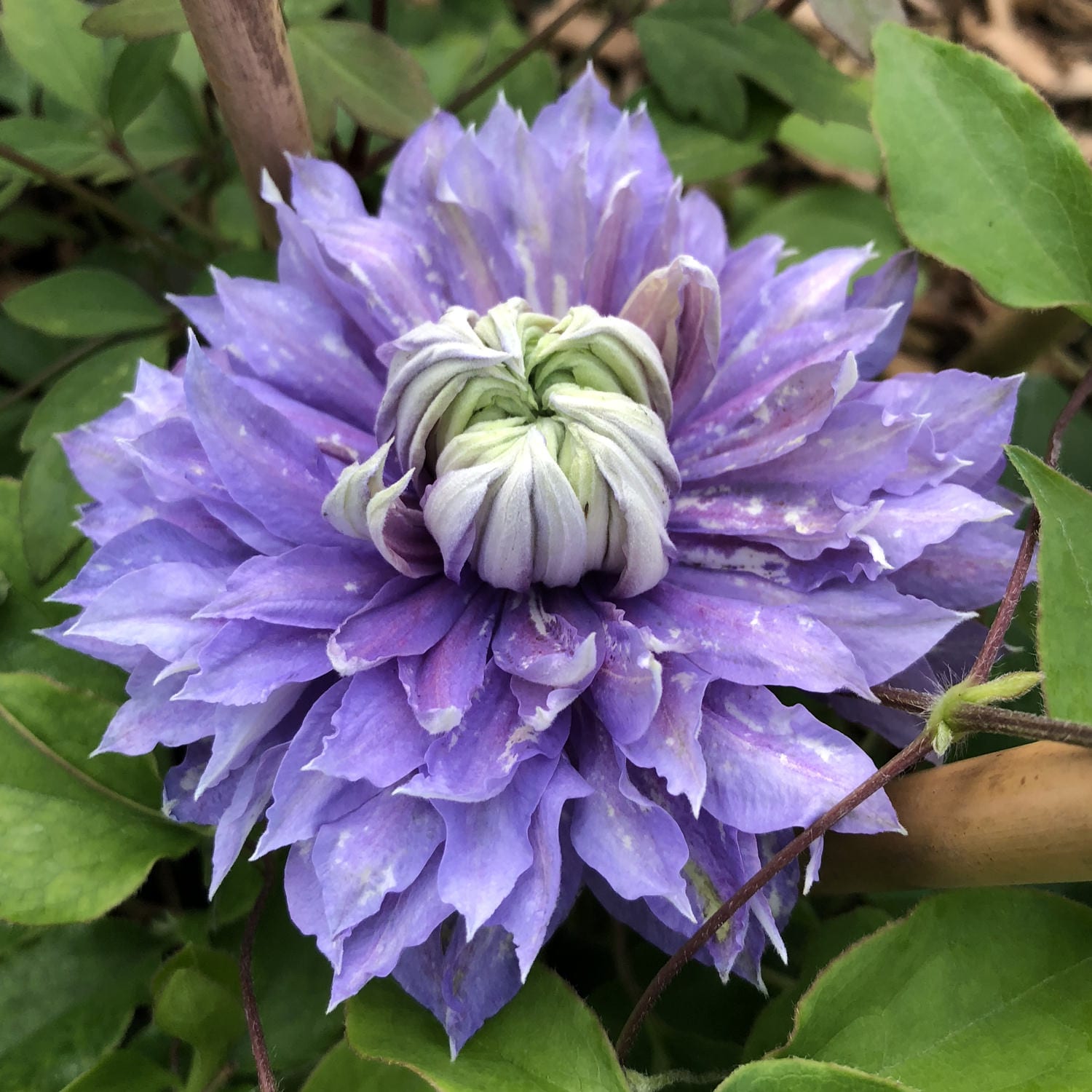 Regal® Diamantina™ Clematis - Photo Property of Garden Crossings LLC