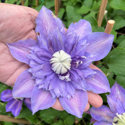 Regal® Diamantina™ Clematis - Photo Property of Garden Crossings LLC