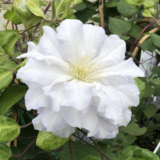 A large, fully bloomed ‘Diamond Ball’ Clematis with layered white petals and pale yellow stamens stands out among green leaves and stems - Photo Property of Garden Crossings LLC.