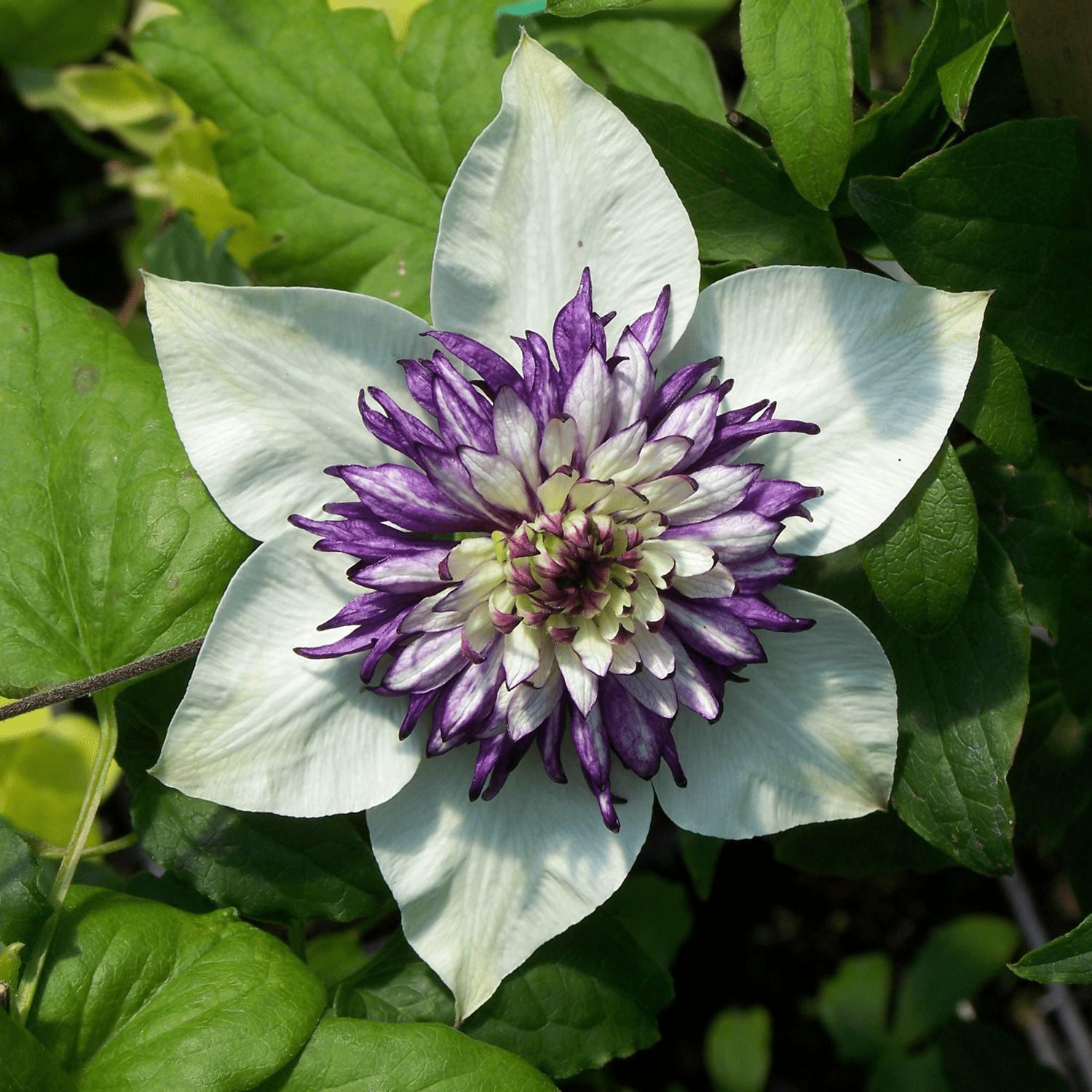 A close-up of 'Florida Sieboldii' Clematis, showing creamy white flowers with a dense cluster of purple stamens and inner petals, set against lush green foliage - Photo Property of Garden Crossings LLC.