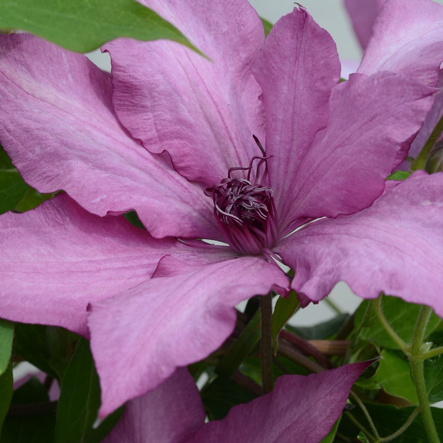 Close-up of a vibrant pink Garland® Giselle™ Clematis, a compact climbing perennial in full bloom, with delicate petals, dark purple stamens at the center, and lush green leaves - Photo Courtesy of Donahue's Clematis