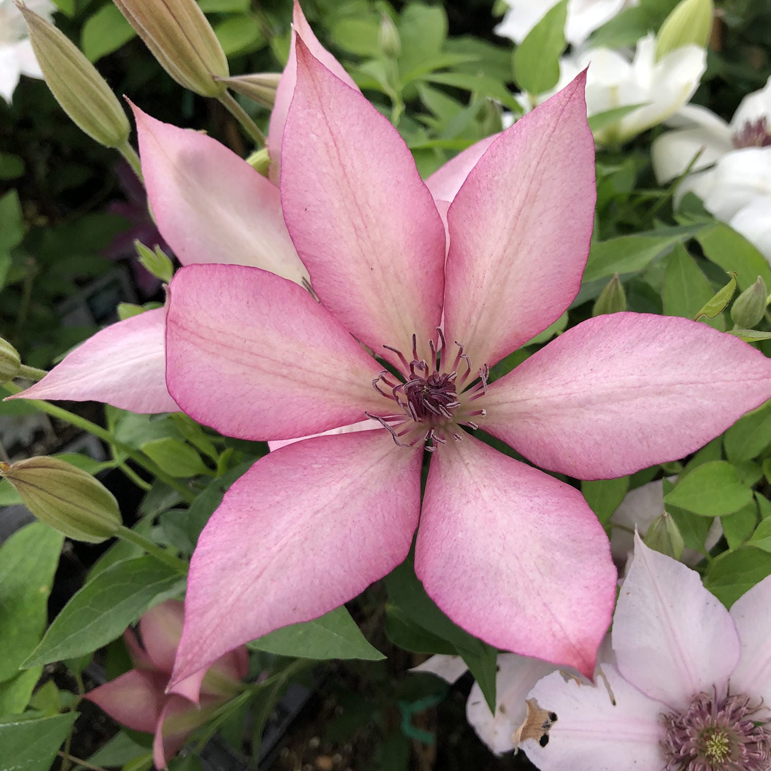 A close-up of the compact Garland® Giselle™ Clematis, a climbing perennial with pointed pink petals and a dark purple center, surrounded by green leaves and flower buds - Photo Property of Garden Crossings LLC.