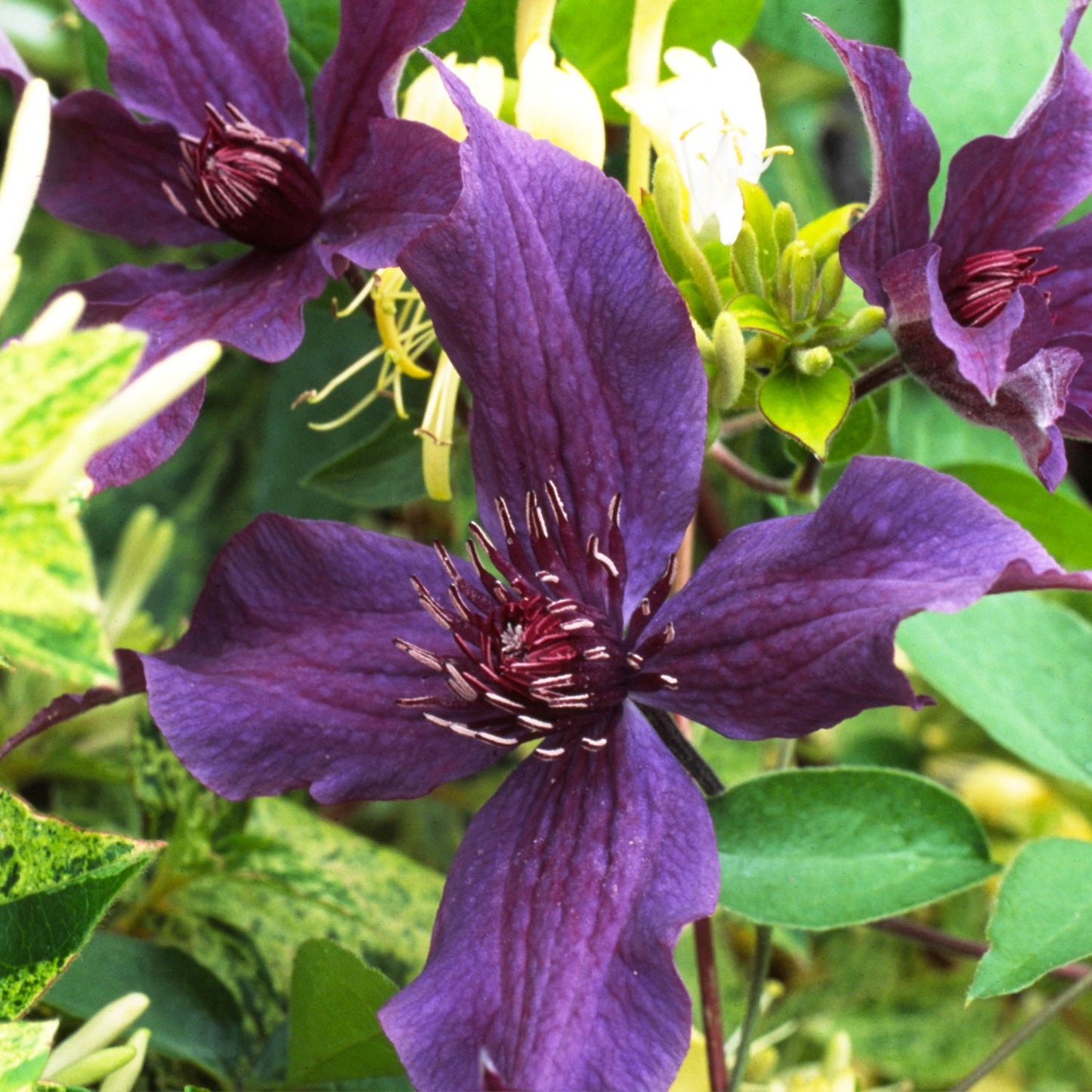 A close-up of the vibrant Guiding Promise™ Clematis, a compact variety with five purple petals and dark stamens, blooms in a patio planter. Green leaves and glimpses of other purple and yellow flowers complete the scene - Photo Courtesy of Donahue's Clematis